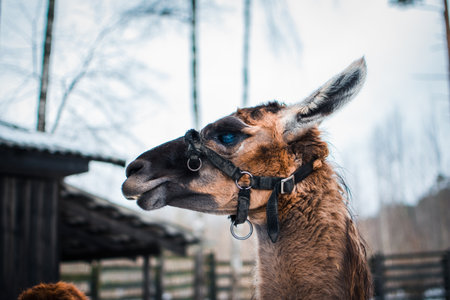 Close-up portrait of the muzzle of a llama in a zoo in winter. Short haired brown llama, in Latvia.の写真素材