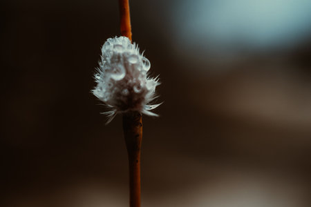 Closeup of willow twigs with dew. Small depth of field.