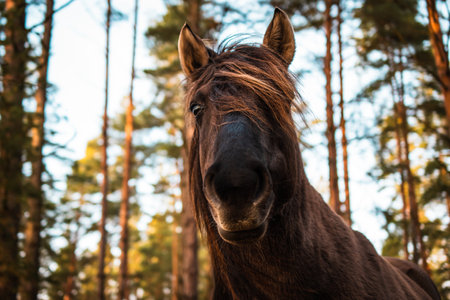 Close-up of the muzzle of a well-groomed brown Polish equestrian, bay horse in the forest.の写真素材
