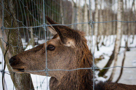 Close-up of the muzzle of a brown short-hair roe deer in a zoo behind a gray fence in winter, against the backdrop of trees, in Latvia.の写真素材