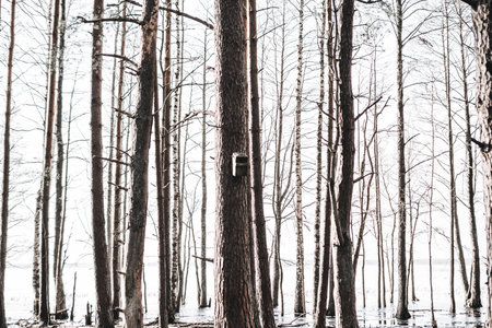 In the center of the frame is a birdhouse on a coniferous tree. A birdhouse hangs in a mixed forest, the trees are flooded with water and the background is a gray sky, ornithological center in Latvia.の写真素材