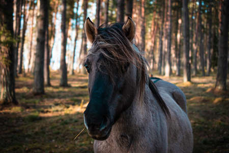 Close-up of the muzzle of a well-groomed gray Polish equestrian, gray horse in the forest in Latvia.の写真素材