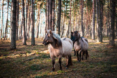 Close-up of a well-groomed gray horse in a forest in Latvia. There are other horses in the background.の写真素材