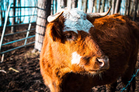 In the rays of the setting sun, a Hereford cow stands in a paddock, among mud and hay. A long-haired...