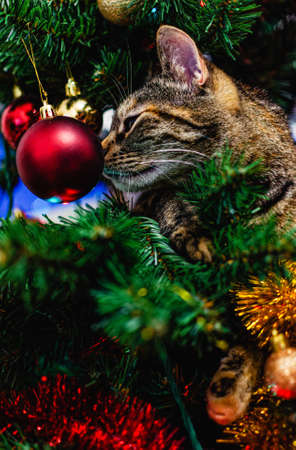 The tabby gray cat sits in an artificial Christmas tree. Around Christmas toys, tinsel and lights.の写真素材