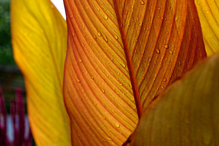 Large yellow-orange leaves with raindrops.