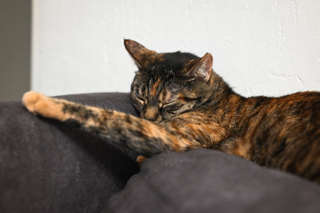 Gray tabby cat basks on a pillow. The concept of calm and relaxation.の写真素材