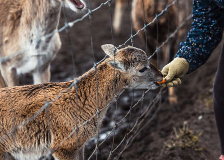 A small brown roe deer cub on a farm behind a gray fence eats carrots from child's hand in Latvia.の写真素材