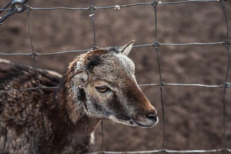 Close-up of the muzzle of a brown short-hair roe deer in farm behind a gray fence in Latvia.