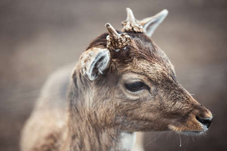 Close-up of the muzzle of a brown short-hair roe deer in farm in Latvia.
