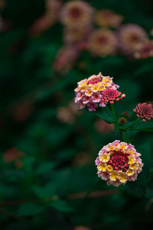 Decorative lantana vaulted or lantana camara with pink and yellow flowers. Macro photo of flowers of...