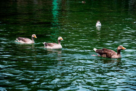 Three geese swim one after another in emerald water in an artificial pond in the Ciutadella Park in Barcelona.の写真素材