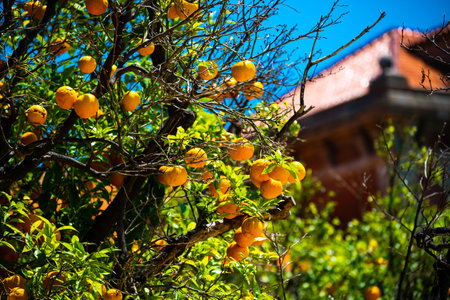 Close-up of tangerine tree branches with juicy fruits in the Ciutadella Park in Barcelona, Spain.