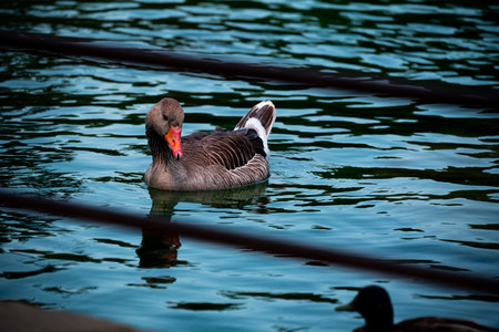 One brown goose swims in emerald water in an artificial pond in the Ciutadella Park in Barcelona, Spain.の写真素材