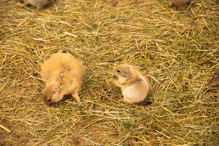 Two black-tailed prairie dogs sit in the sand and hay.の写真素材