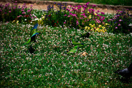 On a green lawn with flowers, parrot (monk parakeet) is looking for food. The Ciutadella Park in Barcelona, Spain.の写真素材