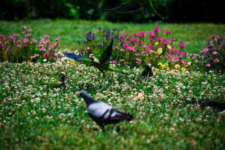On a green lawn with flowers, parrots (monk parakeet) is looking for food. The Ciutadella Park in Barcelona, Spain.の写真素材