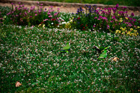 On a green lawn with flowers, parrots (monk parakeet) is looking for food. The Ciutadella Park in...
