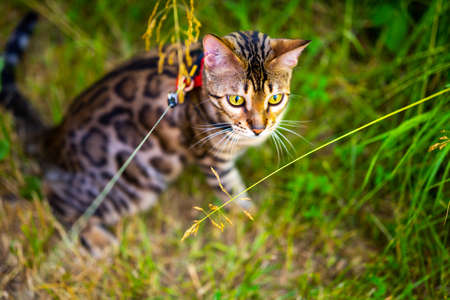 A young Bengal cat on a red leash sitting on a green lawn on a sunny day in Jurmala, Latvia. The cat...