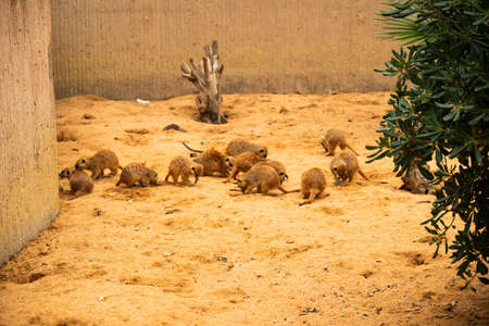A flock of little meerkats dig holes and look for food in the sand.の写真素材