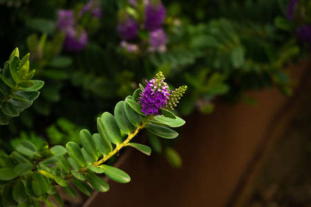 Close up of hebe anderson flower. Blurred background and copy space.の写真素材