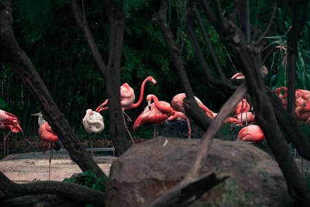 A flock of pink American flamingos near a small pond.の写真素材