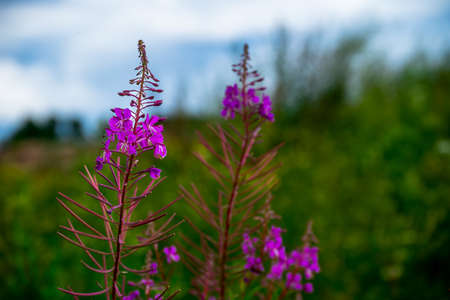 Background with pink blooming willow-herb flowers. Small depth of field.の写真素材