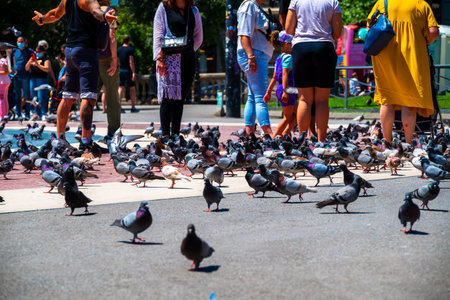 Spain, Barcelona - May 26 2022: Cluster of gray doves in Plaza Catalunya.