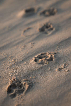 Close-up on the sand on the beach traces of the dog's paws. Small depth of field. copyspace.