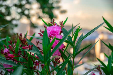 Pink Blooming Oleander Flowers at Sunset in Barcelona.の写真素材