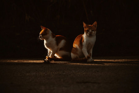 Small Greek Homeless White Red Kittens Sit Back To Back And Looking. Epic Cat Photo In Dark Key....