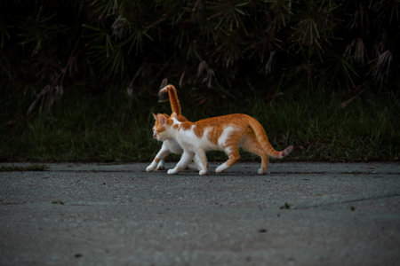 Small Greek Homeless White Red Kittens Looking In One Direction. Moraitika, Corfu.