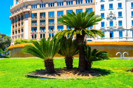 Close-up of green palm trees against background of fountain in Plaza Catalunya.のeditorial素材