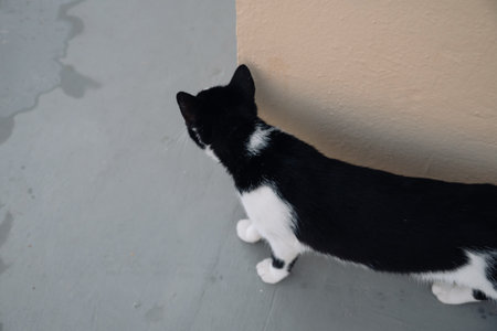 Small Greek Homeless Black And White Cat Basking In Sun on Wet Road After Rain And Cautiously Looks Around Corner. Moraitika, Corfu, Greece. Shallow Depth of Fieldの写真素材