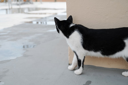 Small Greek Homeless Black And White Cat Basking In Sun on Wet Road After Rain And Cautiously Looks Around Corner. Moraitika, Corfu, Greece. Shallow Depth of Fieldの写真素材