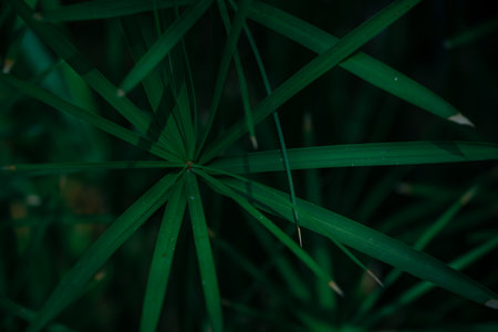 Close-Up Of Palm Tree Bush For Lovely Screen Saver. In Dark Key.の写真素材
