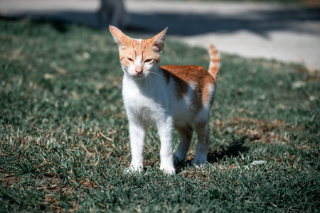 Small Greek Homeless White Red Kitten Looking Into The Distance. Moraitika, Corfu.の写真素材
