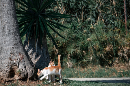 Small Greek White Red Kitten Sniffing And Basking In Sun on Lawn. Moraitika, Corfu.の写真素材