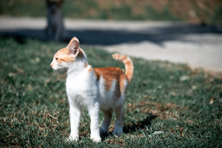 Small Greek Homeless White Red Kitten Looking Into The Distance. Moraitika, Corfu.の写真素材