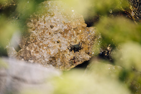 Biologists Study Crab Life In Wild. View Through Green Foliage On Crab Sits On Muddy Stones. The...