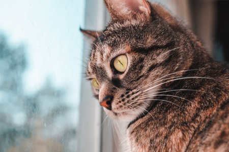 Tabby Cat With Yellow Eyes Carefully Looks Down Through Cloudy Window. Concept Of Observation Of Cats And The Instinct Of Hunter.の写真素材