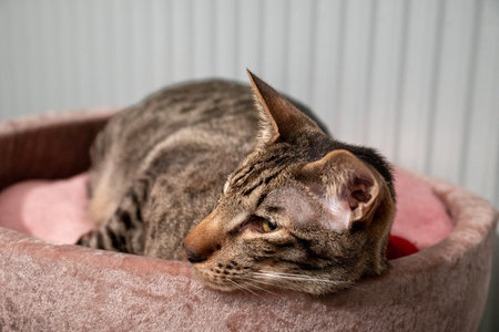 Close up Striped Oriental Cat Sleeps On Pink Cat Bed Near White Radiator And Warms Up. Concept Of Cold Winter And Cat Breeds That Like Warmth.の写真素材