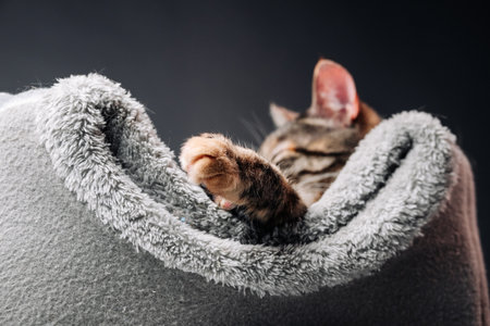Close-up of a paw of a tabby cat that sticks out of the cat bed where the cat is resting.の写真素材