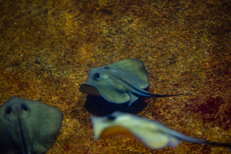 A secretive stingray fish moves along the bottom of the reservoir.の写真素材