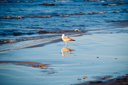 On the seashore Herring Gull and reflected in the wet sand. Watching seagulls becomes one of the elements of a relaxing holiday on the beach.の写真素材