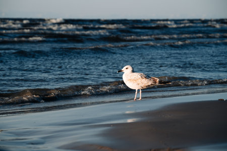 The Silver Gull walks on the seashore in search of food, the horizon is visible. Seagulls are a symbol of the sea coast and beach holidays.の写真素材