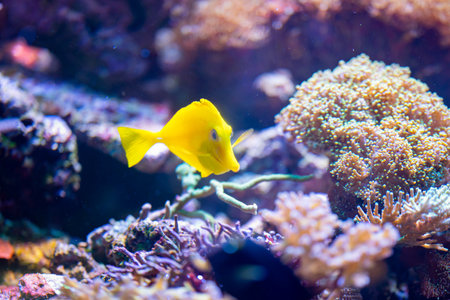 Bright yellow tang fish swims among the coral reef and looks for food.