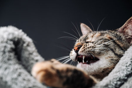 Cute tabby cat opens its mouth to yawn. Funny picture of a cat after sleeping.の写真素材