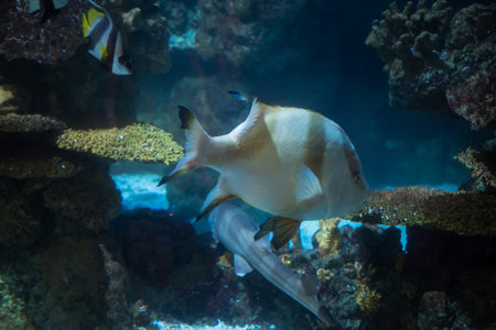 Close-up of a three-striped snapper on a background of corals.