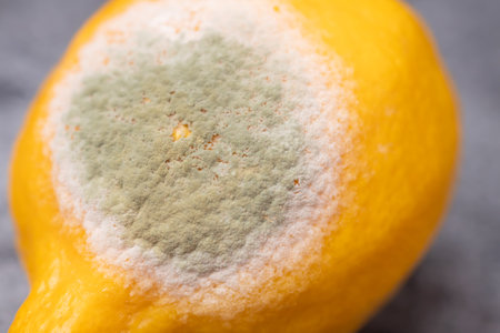 Close-up of a spoiled lemon with mold.の写真素材